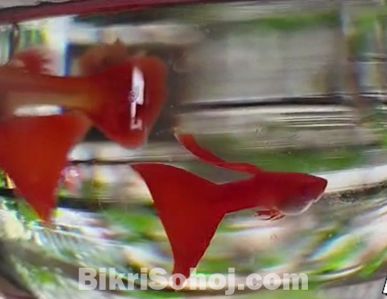 Albino Red Moscow URGENT SALE!!!